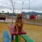 rocko con 11 meses,en el parke